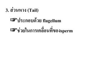 3. ส่วนหาง (Tail)
☞ประกอบด้วย flagellum
☞ช่วยในการเคลือนทีของsperm
 