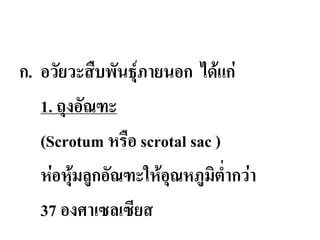 ก. อวัยวะสืบพันธุ์ภายนอก ได้แก่
1. ถุงอัณฑะ
(Scrotum หรือ scrotal sac )
ห่อหุ้มลูกอัณฑะให้อุณหภูมิต่ากว่า
37 องศาเซลเซียส
 