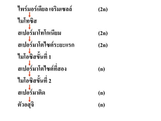 ไพร์มอร์เดียล เจริมเซลล์ (2n)
ไมโทซิส
สเปอร์มาโทโกเนียม (2n)
สเปอร์มาโตไซต์ระยะแรก (2n)
ไมโอซิสขั้นที 1
สเปอร์มาโตไซต์ทีสอง (n)
ไมโอซิสขั้นที 2
สเปอร์มาติด (n)
ตัวอสุจิ (n)
 
