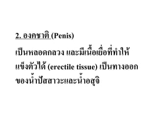 2. องคชาติ (Penis)
เป็นหลอดกลวง และมีเนื้อเยือทีท่าให้
แข็งตัวได้ (erectile tissue) เป็นทางออก
ของน้่าปัสสาวะและน้่าอสุจิ
 