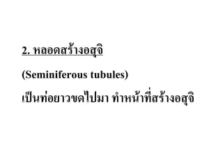 2. หลอดสร้างอสุจิ
(Seminiferous tubules)
เป็นท่อยาวขดไปมา ท่าหน้าทีสร้างอสุจิ
 