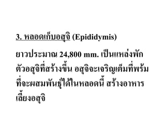 3. หลอดเก็บอสุจิ (Epididymis)
ยาวประมาณ 24,800 mm. เป็นแหล่งพัก
ตัวอสุจิทีสร้างขึ้น อสุจิจะเจริญเต็มทีพร้ม
ทีจะผสมพันธุ์ได้ในหลอดนี้ สร้างอาหาร
เลี้ยงอสุจิ
 