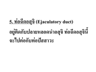 5. ท่อฉีดอสุจิ (Ejaculatory duct)
อยู่ติดกับปลายหลอดน่าอสุจิ ท่อฉีดอสุจินี้
จะไปต่อกับท่อปัสสาวะ
 