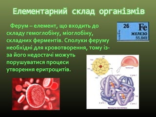 Ферум – елемент, що входить до
складу гемоглобіну, міоглобіну,
складних ферментів. Сполуки феруму
необхідні для кровотворення, тому із-
за його недостачі можуть
порушуватися процеси
утворення еритроцитів.
 