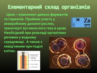 Цинк – компонент деяких ферментів
та гормонів. Приймає участь у
анаеробному диханні рослин,
транспорті вуглекислого газу в крові.
Необхідний при розкладі органічних
речовин у водному
середовищі. А також є
невід’ємним при поділі
клітин.
 