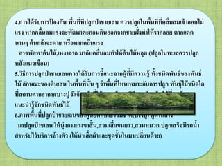 4.การได้รับการป้ องกัน พื้นที่ทีปลูกป่ าชายเลน ควรปลูกในพื้นที่ที่คลื่นลมเข้าออกไม่
แรง หากคลื่นลมแรงจะพัดพาตะกอนดินออกจากชายฝั่งทาให้รากลอย ตากแดด
นานๆ ต้นกล้าจะตาย หรื่อหากคลื่นแรง
อาจพัดพาต้นไม้,เหงาจาก มากับคลื่นลมทาให้ต้นไม้หลุด (ปลูกในทะเลควรปลูก
หลังแนวเขือน)
5.วิธีการปลูกป่ าชายเลนควรได้รับการชี้แนะจากผู้ที่มีความรู้ ทั้งชนิดพันธ์ของพันธ์
ไม้ ลักษณะของดินเลน ในพื้นที่นั้น ๆ ว่าพื้นที่ใหนเหมาะกับการปลูก พันธุ์ไม้ชนิดใด
ที่สถานตากอากาศบางปู มีเจ้าหน้าที่ให้ความรู้สอนวิธีการปลูกต้นไม้ที่ถูกต้อง
แนะนารู้จักชนิดพันธ์ไม้
6.ภาพพื้นที่ปลูกป่ าชายเลนของศุูนย์ศึกษาธรรมชาติ(บางปู) ดูด้านล่าง
มาปลูกป่ าชเลน ให้นุ่งกางเกงขาสั้น,สวมเสื้แขนยาว,สวมหมวก ปลูกเสร็จมีรถน้า
สาหรับไว้บริการล้างตัว (ให้นาเสื้อผ้าและชุดชั้นในมาเปลี่ยนด้วย)
 