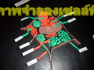 อุปกรณ์การสอนวิทยาศาสตร์ ร.ร.เลยอนุกูลวิทยา