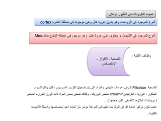 ‫نوعان‬ ‫الطيور‬ ‫فى‬ ‫النفرونات‬ ‫عموما‬
‫القشرة‬ ‫منطقة‬ ‫فى‬ ‫موجودة‬ ‫وهى‬ ‫هنل‬ ‫عروة‬ ‫بدون‬ ‫وهو‬ ‫الزواحف‬ ‫فى‬ ‫الموجود‬ ‫ألنوع‬cortex
‫النخاع‬ ‫منطقة‬ ‫فى‬ ‫موجود‬ ‫وهو‬ ‫هنل‬ ‫عروة‬ ‫على‬ ‫يحتوى‬ ‫و‬ ‫الثدييات‬ ‫فى‬ ‫الموجود‬ ‫النوع‬Medulla
‫الكلية‬ ‫وظائف‬:
‫ـ‬ ‫اإلفراز‬ ‫ـ‬ ‫التصفية‬
‫اإلمتصاص‬
‫التصفية‬Filtration‫كلوريدالب‬ ، ‫الصوديوم‬ ‫كلوريد‬ ‫تصفيتها‬ ‫يتم‬ ‫التى‬ ‫والمواد‬ ‫ملبيجى‬ ‫اهرامات‬ ‫فى‬ ‫تتم‬،‫وتاسيوم‬
‫الكريتينين‬ ، ‫اليوريا‬ ، ‫الجلكوز‬creatinin‫الصغير‬ ‫الجزيء‬ ‫الوزن‬ ‫ذات‬ ‫المواد‬ ‫بعض‬ ‫تصفى‬ ‫وكذلك‬ ، ‫اليوريك‬ ‫حمض‬
(‫حجمها‬ ‫لكبر‬ ‫التصفى‬ ‫البالزما‬ ‫بروتينات‬. )
‫األن‬ ‫بواسطة‬ ‫إمتصاصها‬ ‫اعيد‬ ‫المادة‬ ‫بأن‬ ‫مؤشر‬ ‫هذا‬ ‫الدم‬ ‫فى‬ ‫عليها‬ ‫مما‬ ‫البول‬ ‫فى‬ ‫اقل‬ ‫المادة‬ ‫تركيز‬ ‫يكون‬ ‫عندما‬‫بيبات‬
‫الكلوية‬.
 