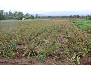 замбия. риверсайд