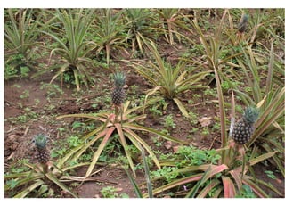 замбия. риверсайд