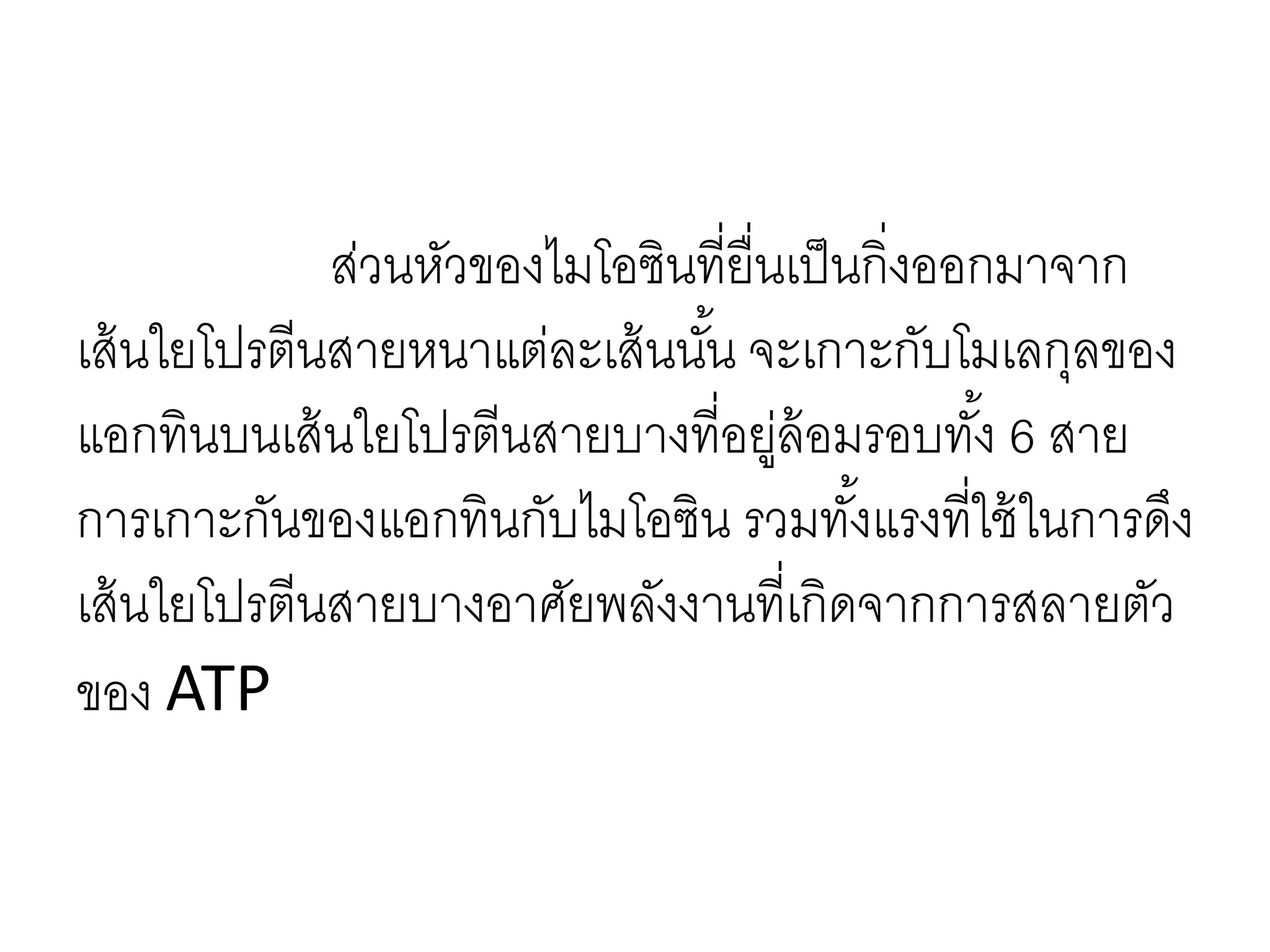 ส่วนหัวของไมโอซินที่ยื่นเป็นกิ่งออกมาจาก
เส้นใยโปรตีนสายหนาแต่ละเส้นนั้น จะเกาะกับโมเลกุลของ
แอกทินบนเส้นใยโปรตีนสายบางที่อยู่ล้อมรอบทั้ง 6 สาย
การเกาะกันของแอกทินกับไมโอซิน รวมทั้งแรงที่ใช้ในการดึง
เส้นใยโปรตีนสายบางอาศัยพลังงานที่เกิดจากการสลายตัว
ของ ATP
 