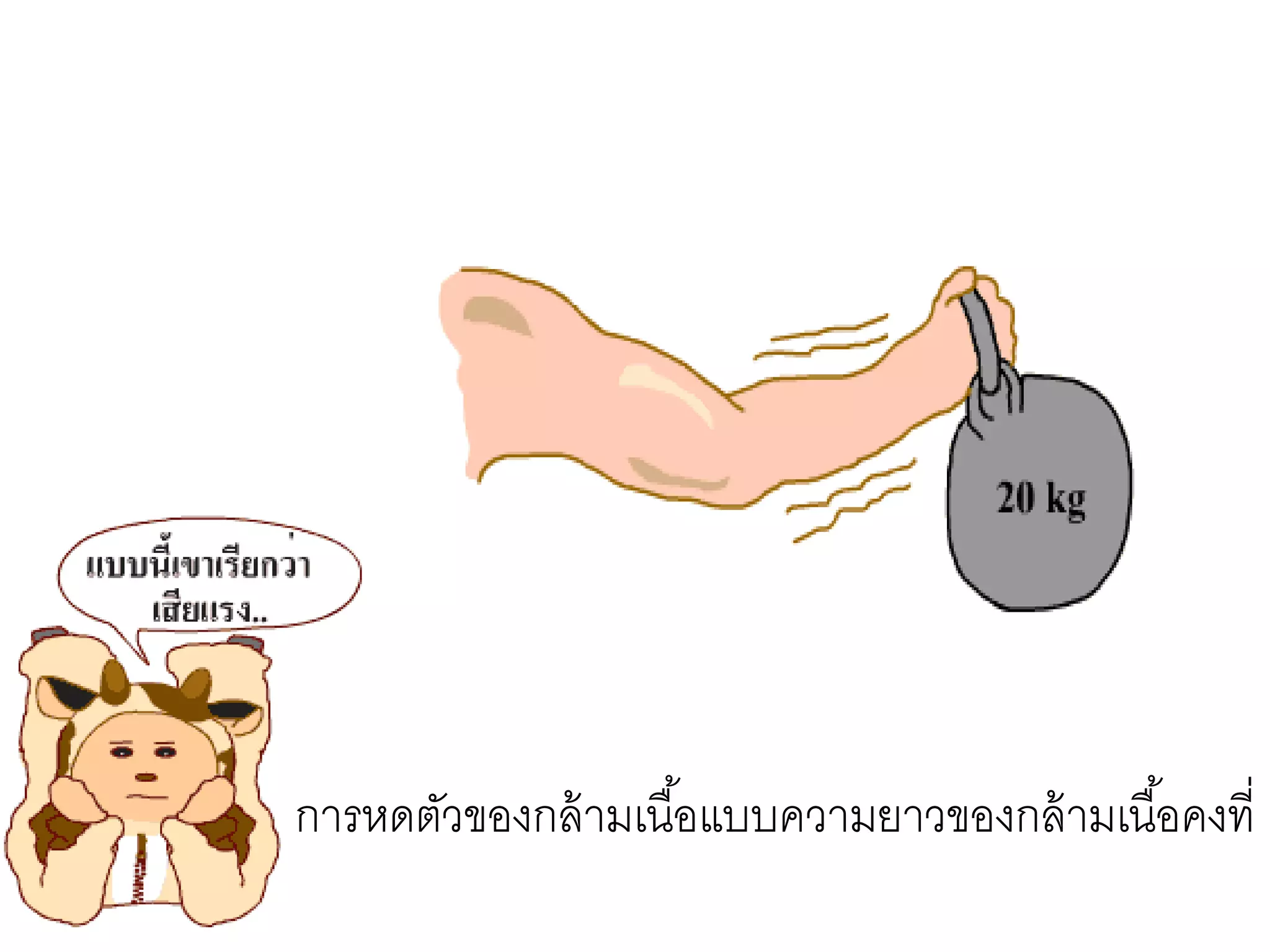 การหดตัวของกล้ามเนื้อแบบความยาวของกล้ามเนื้อคงที่
 