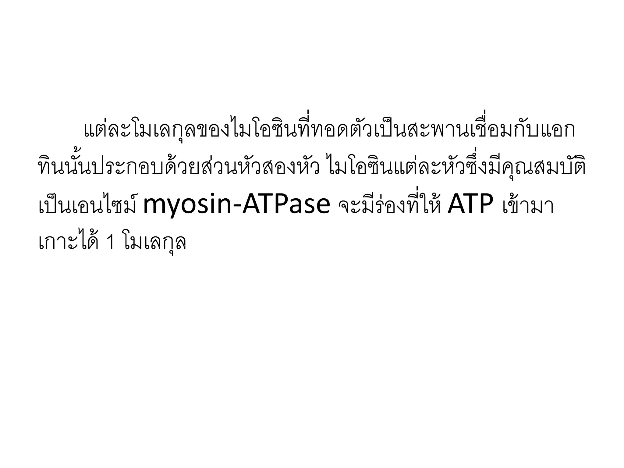 แต่ละโมเลกุลของไมโอซินที่ทอดตัวเป็นสะพานเชื่อมกับแอก
ทินนั้นประกอบด้วยส่วนหัวสองหัว ไมโอซินแต่ละหัวซึ่งมีคุณสมบัติ
เป็นเอนไซม์ myosin-ATPase จะมีร่องที่ให้ ATP เข้ามา
เกาะได้ 1 โมเลกุล
 
