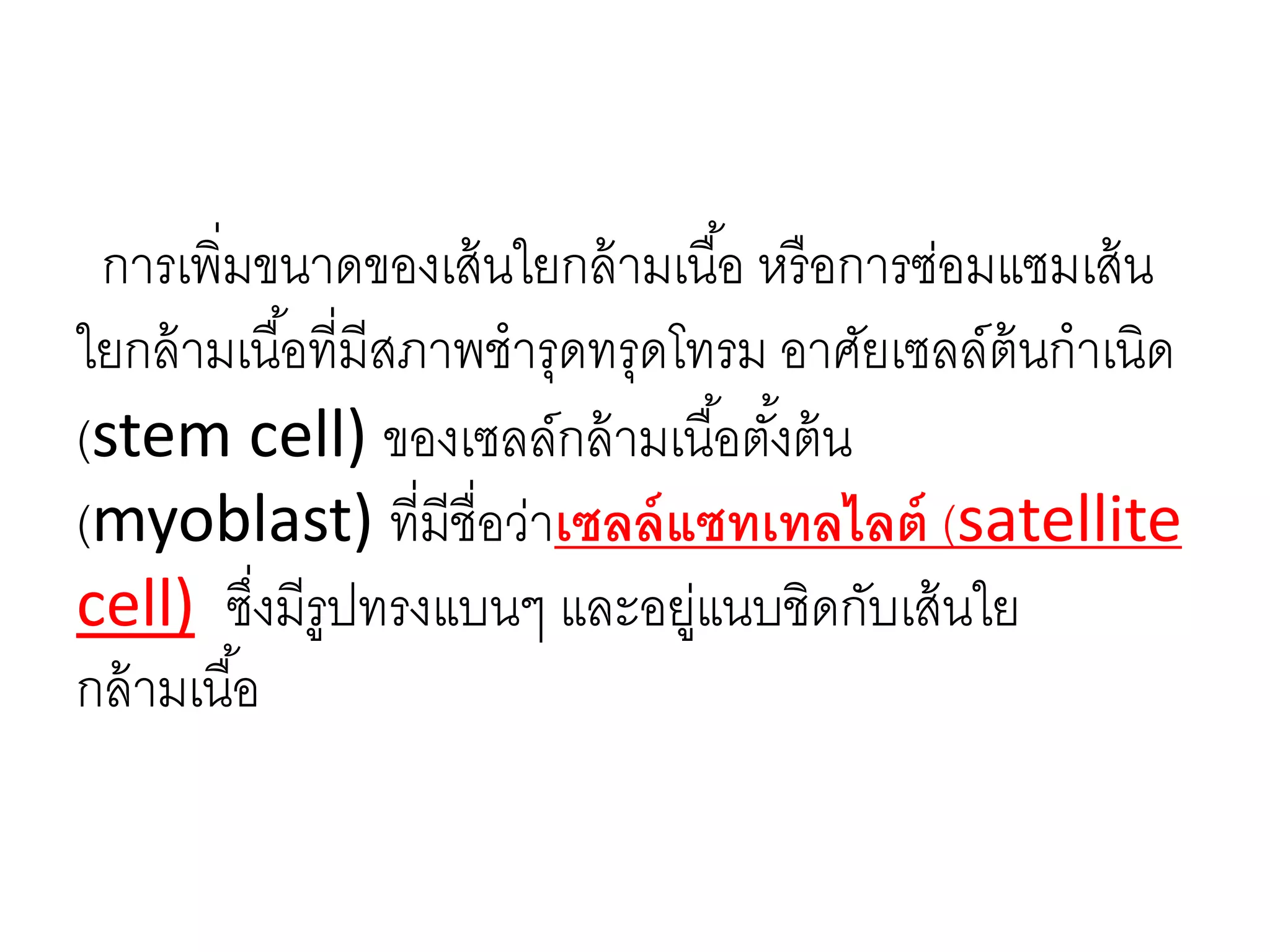 การเพิ่มขนาดของเส้นใยกล้ามเนื้อ หรือการซ่อมแซมเส้น
ใยกล้ามเนื้อที่มีสภาพชารุดทรุดโทรม อาศัยเซลล์ต้นกาเนิด
(stem cell) ของเซลล์กล้ามเนื้อตั้งต้น
(myoblast) ที่มีชื่อว่าเซลล์แซทเทลไลต์ (satellite
cell) ซึ่งมีรูปทรงแบนๆ และอยู่แนบชิดกับเส้นใย
กล้ามเนื้อ
 