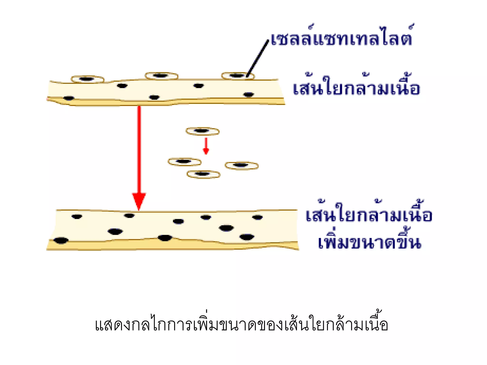 แสดงกลไกการเพิ่มขนาดของเส้นใยกล้ามเนื้อ
 
