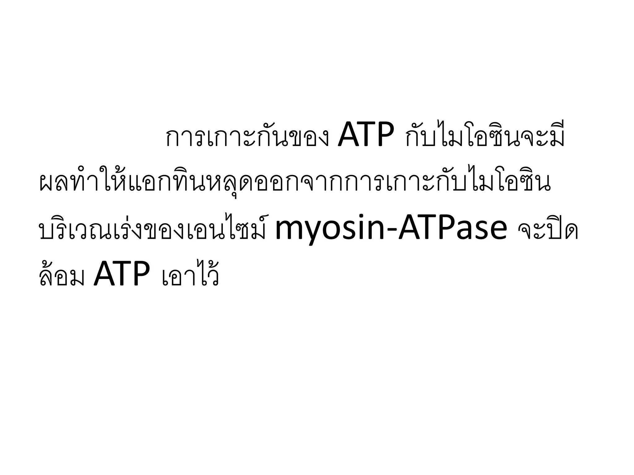 การเกาะกันของ ATP กับไมโอซินจะมี
ผลทาให้แอกทินหลุดออกจากการเกาะกับไมโอซิน
บริเวณเร่งของเอนไซม์ myosin-ATPase จะปิด
ล้อม ATP เอาไว้
 