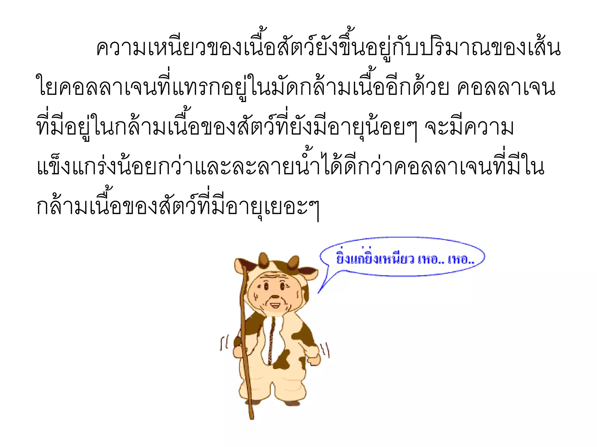 ความเหนียวของเนื้อสัตว์ยังขึ้นอยู่กับปริมาณของเส้น
ใยคอลลาเจนที่แทรกอยู่ในมัดกล้ามเนื้ออีกด้วย คอลลาเจน
ที่มีอยู่ในกล้ามเนื้อของสัตว์ที่ยังมีอายุน้อยๆ จะมีความ
แข็งแกร่งน้อยกว่าและละลายน้าได้ดีกว่าคอลลาเจนที่มีใน
กล้ามเนื้อของสัตว์ที่มีอายุเยอะๆ
 