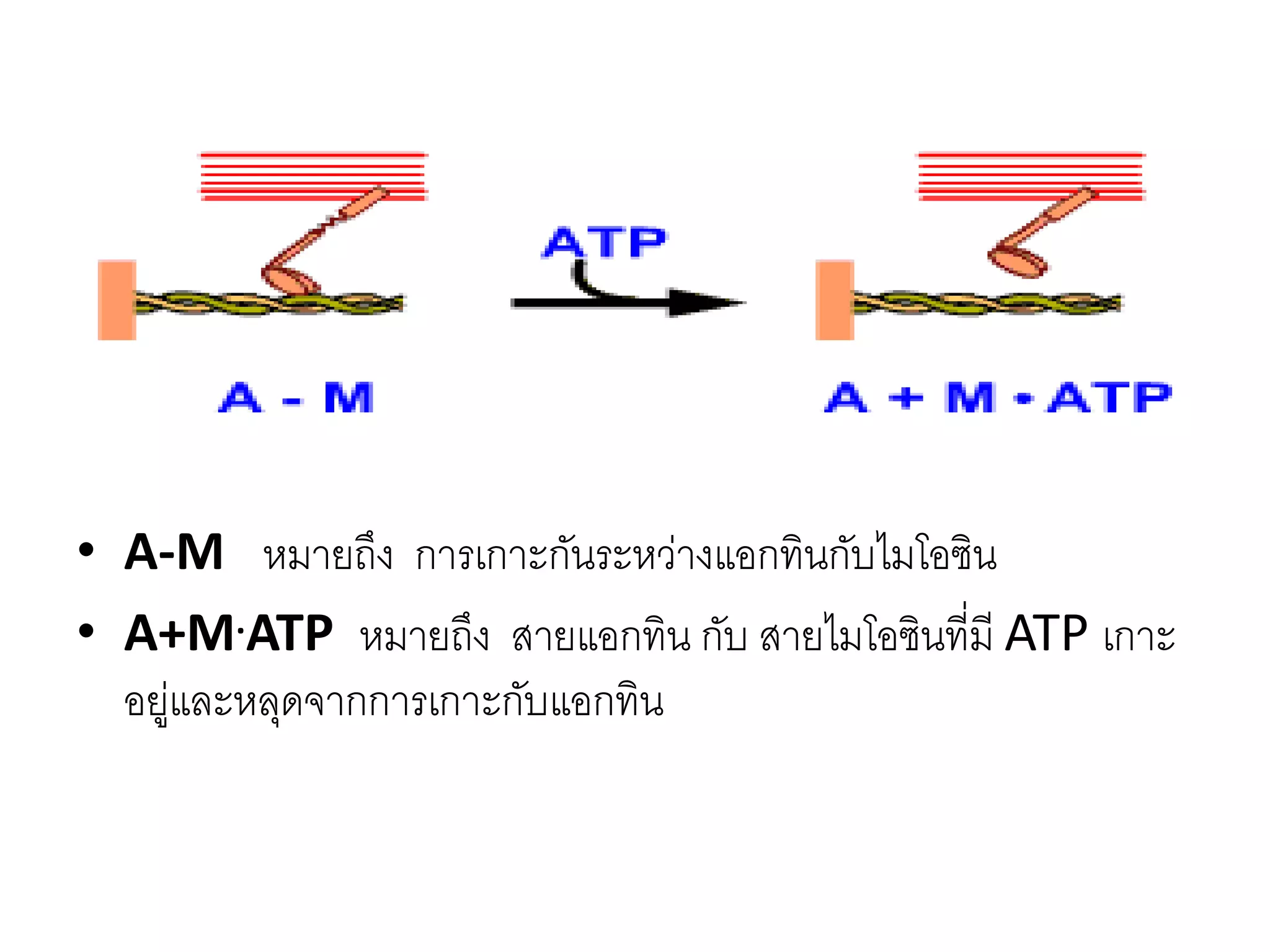 • A-M หมายถึง การเกาะกันระหว่างแอกทินกับไมโอซิน
• A+M.ATP หมายถึง สายแอกทิน กับ สายไมโอซินที่มี ATP เกาะ
อยู่และหลุดจากการเกาะกับแอกทิน
 