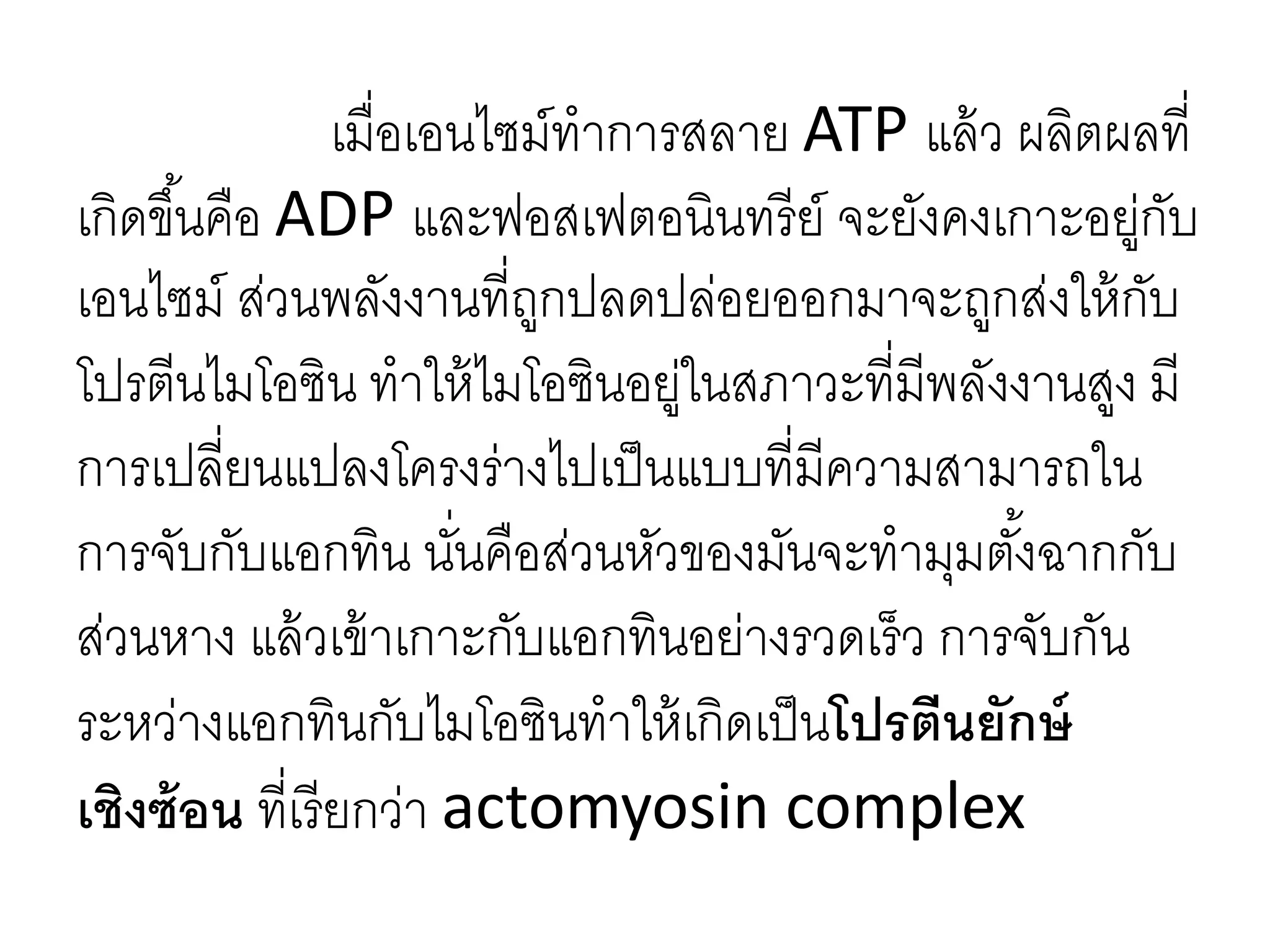 เมื่อเอนไซม์ทาการสลาย ATP แล้ว ผลิตผลที่
เกิดขึ้นคือ ADP และฟอสเฟตอนินทรีย์ จะยังคงเกาะอยู่กับ
เอนไซม์ ส่วนพลังงานที่ถูกปลดปล่อยออกมาจะถูกส่งให้กับ
โปรตีนไมโอซิน ทาให้ไมโอซินอยู่ในสภาวะที่มีพลังงานสูง มี
การเปลี่ยนแปลงโครงร่างไปเป็นแบบที่มีความสามารถใน
การจับกับแอกทิน นั่นคือส่วนหัวของมันจะทามุมตั้งฉากกับ
ส่วนหาง แล้วเข้าเกาะกับแอกทินอย่างรวดเร็ว การจับกัน
ระหว่างแอกทินกับไมโอซินทาให้เกิดเป็นโปรตีนยักษ์
เชิงซ้อน ที่เรียกว่า actomyosin complex
 