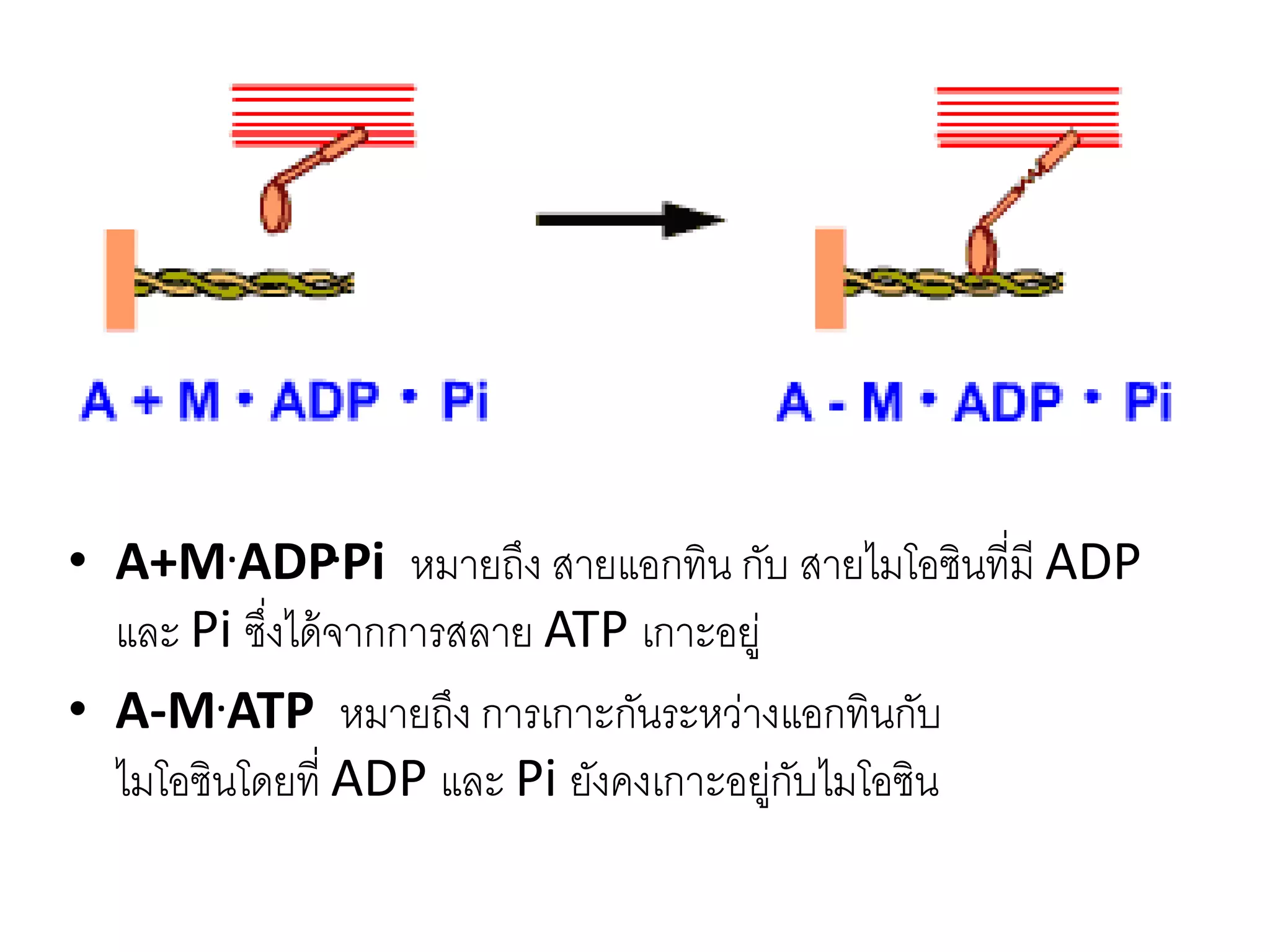 • A+M.ADP.Pi หมายถึง สายแอกทิน กับ สายไมโอซินที่มี ADP
และ Pi ซึ่งได้จากการสลาย ATP เกาะอยู่
• A-M.ATP หมายถึง การเกาะกันระหว่างแอกทินกับ
ไมโอซินโดยที่ ADP และ Pi ยังคงเกาะอยู่กับไมโอซิน
 