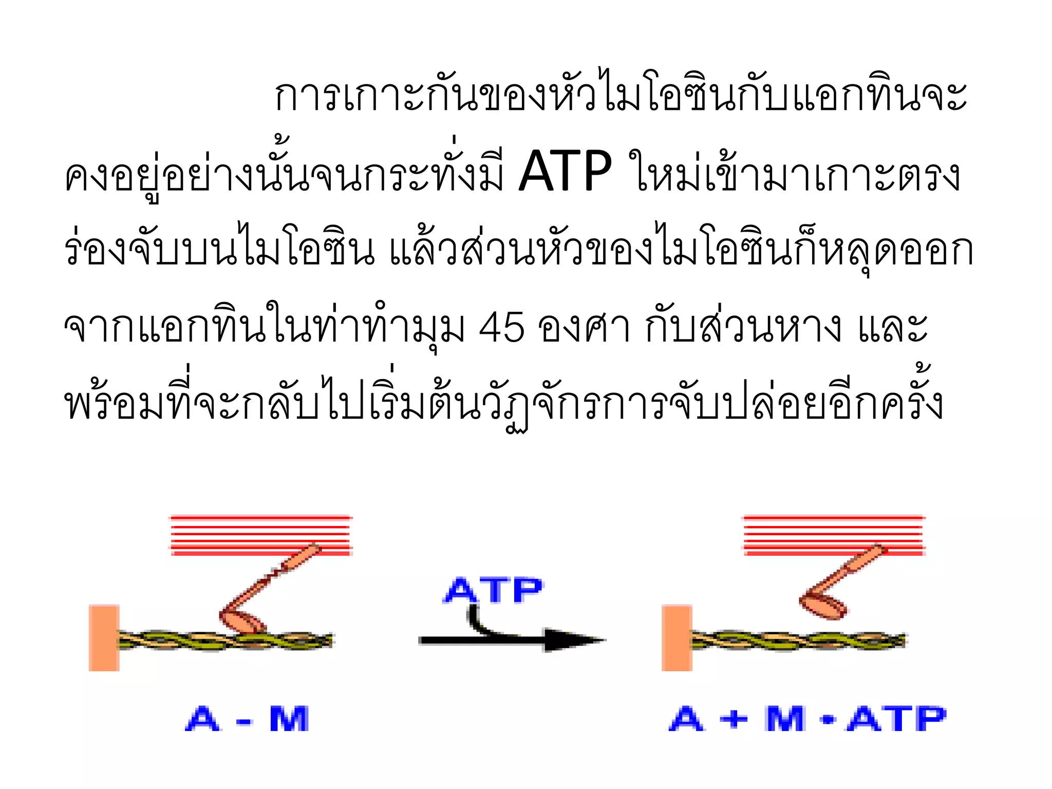 การเกาะกันของหัวไมโอซินกับแอกทินจะ
คงอยู่อย่างนั้นจนกระทั่งมี ATP ใหม่เข้ามาเกาะตรง
ร่องจับบนไมโอซิน แล้วส่วนหัวของไมโอซินก็หลุดออก
จากแอกทินในท่าทามุม 45 องศา กับส่วนหาง และ
พร้อมที่จะกลับไปเริ่มต้นวัฏจักรการจับปล่อยอีกครั้ง
 