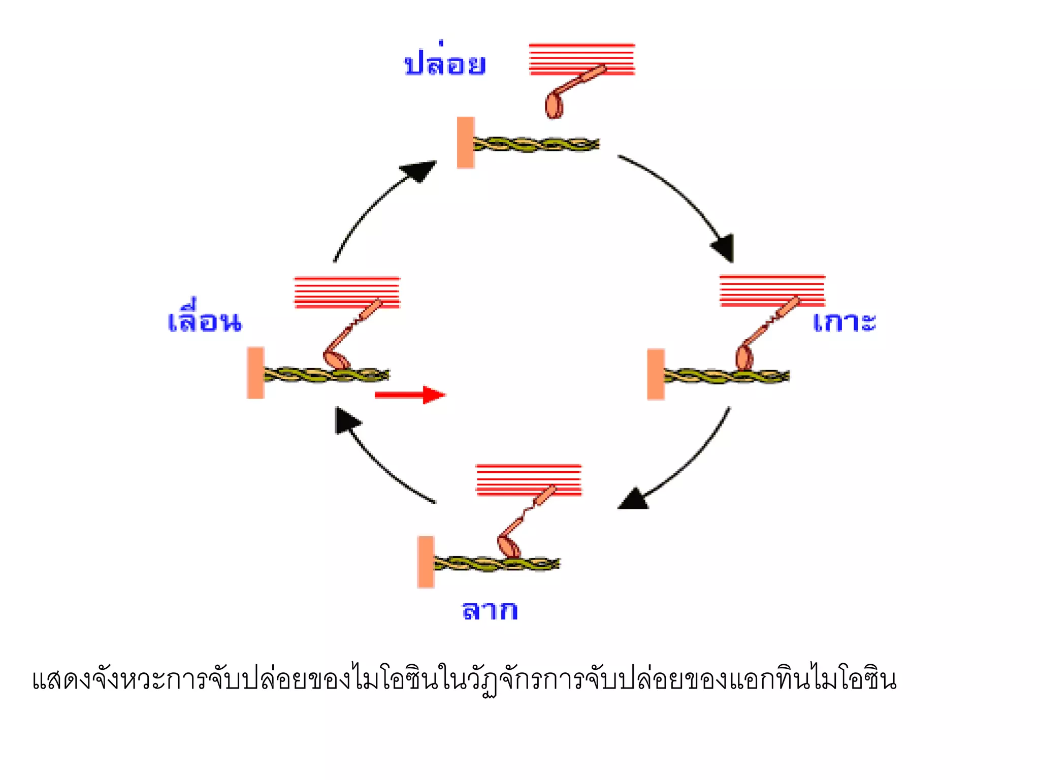 แสดงจังหวะการจับปล่อยของไมโอซินในวัฏจักรการจับปล่อยของแอกทินไมโอซิน
 