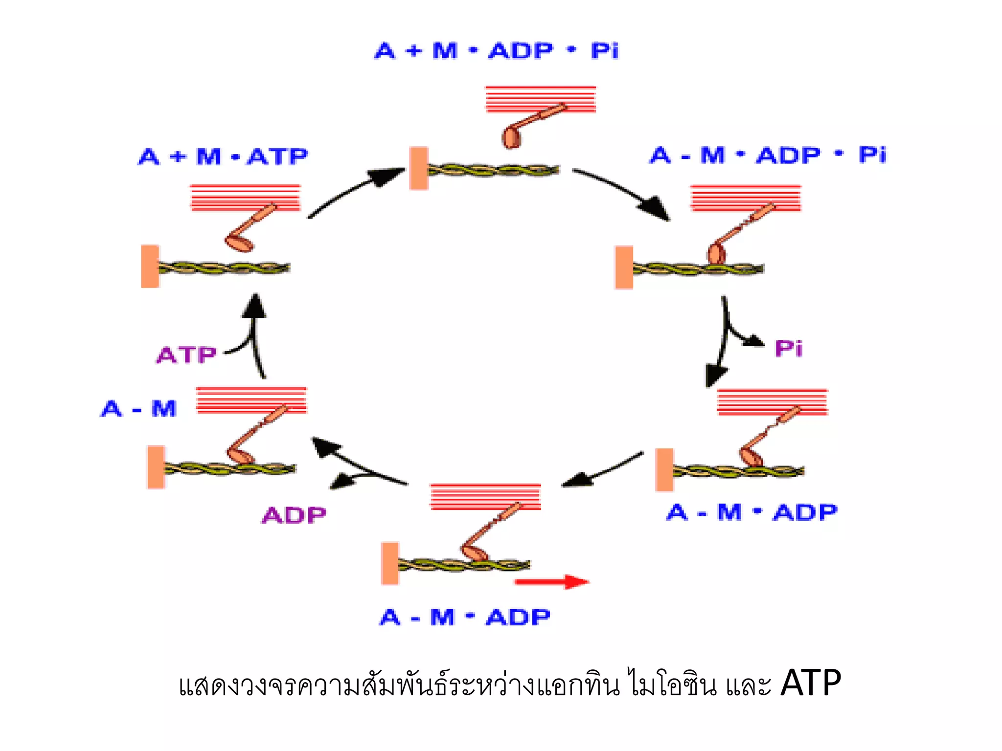 แสดงวงจรความสัมพันธ์ระหว่างแอกทิน ไมโอซิน และ ATP
 