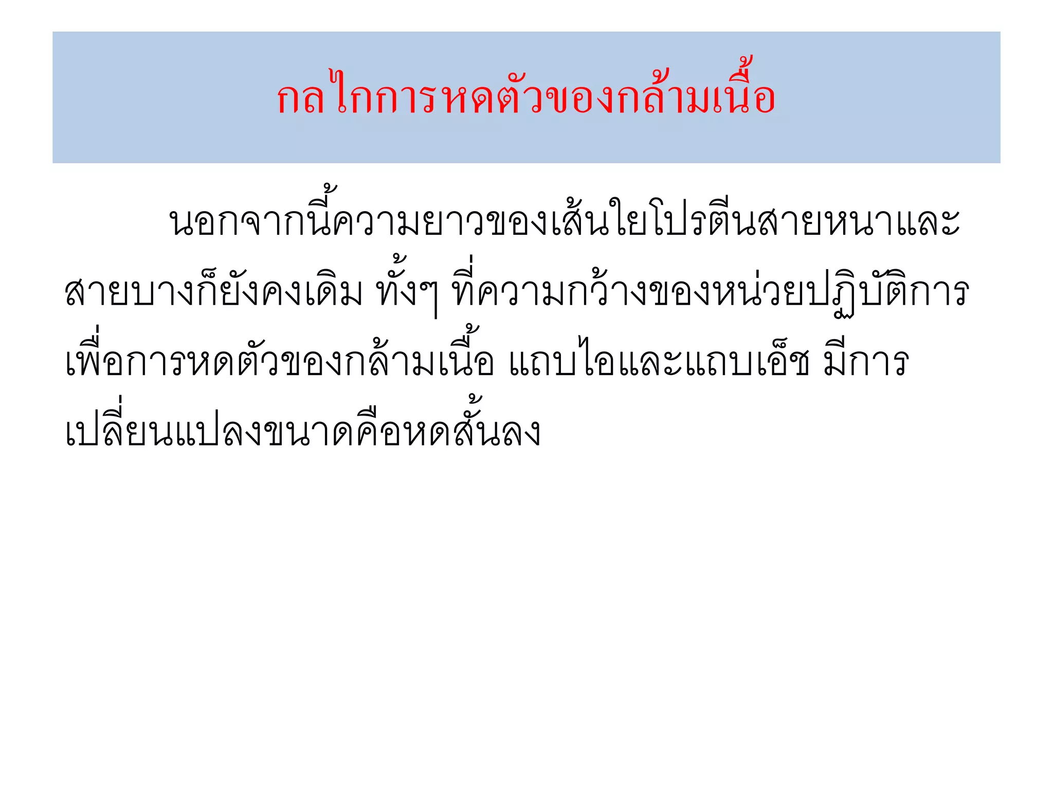 นอกจากนี้ความยาวของเส้นใยโปรตีนสายหนาและ
สายบางก็ยังคงเดิม ทั้งๆ ที่ความกว้างของหน่วยปฏิบัติการ
เพื่อการหดตัวของกล้ามเนื้อ แถบไอและแถบเอ็ช มีการ
เปลี่ยนแปลงขนาดคือหดสั้นลง
กลไกการหดตัวของกล้ามเนื้อ
 