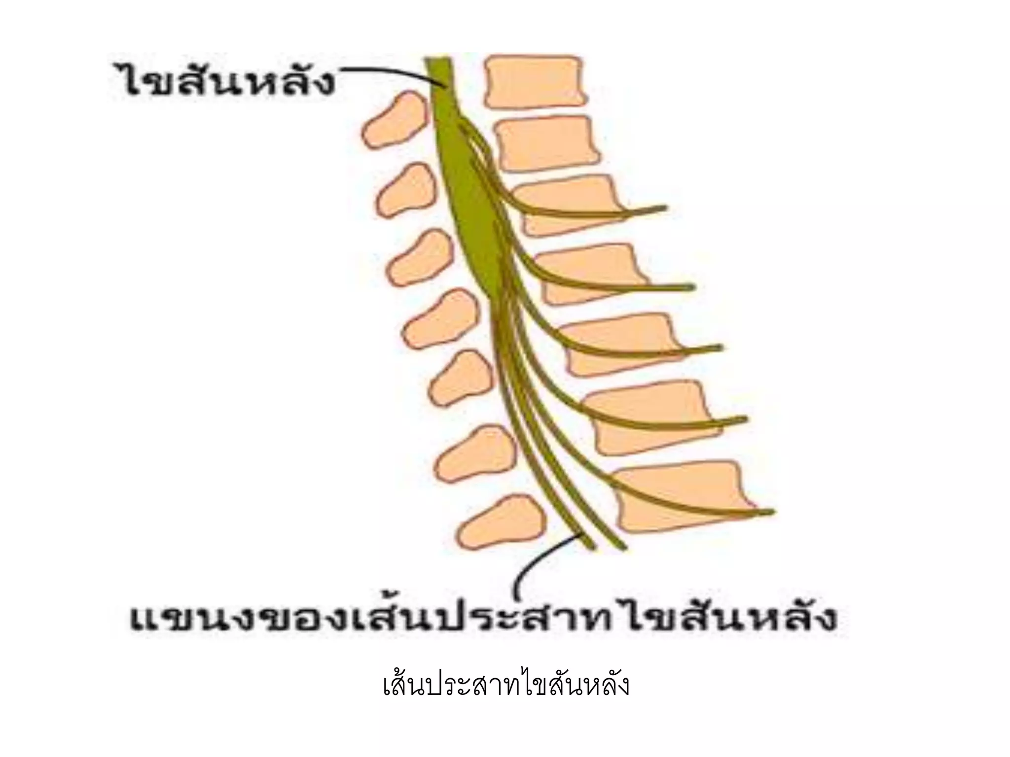 เส้นประสาทไขสันหลัง
 