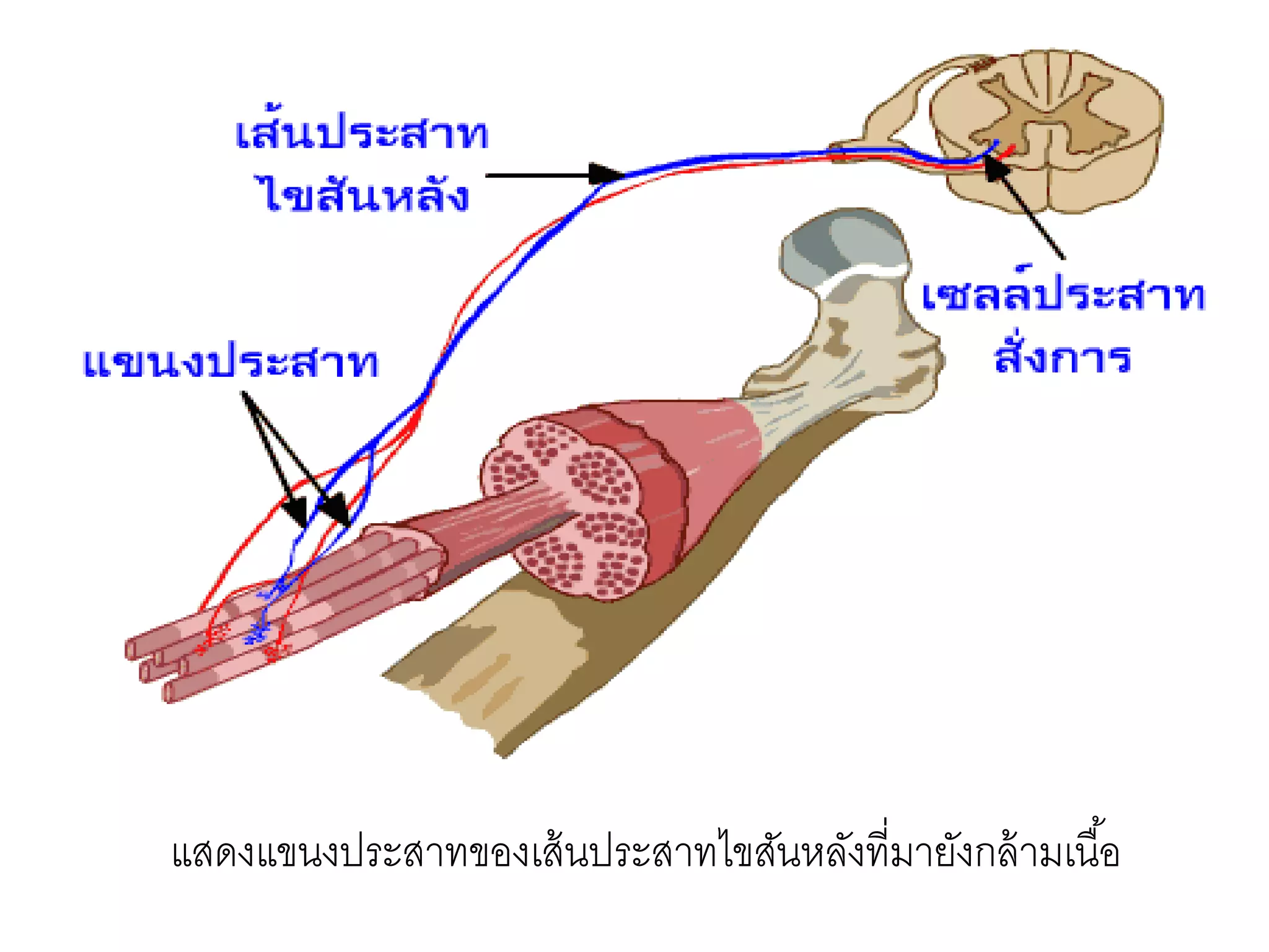แสดงแขนงประสาทของเส้นประสาทไขสันหลังที่มายังกล้ามเนื้อ
 