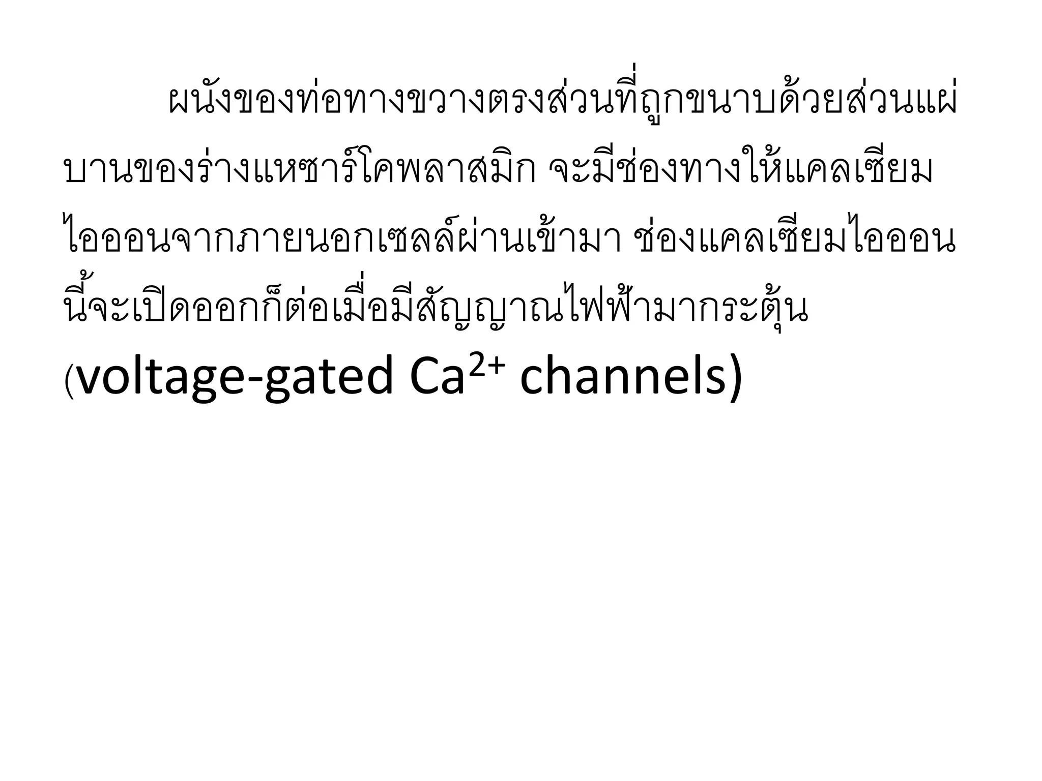ผนังของท่อทางขวางตรงส่วนที่ถูกขนาบด้วยส่วนแผ่
บานของร่างแหซาร์โคพลาสมิก จะมีช่องทางให้แคลเซียม
ไอออนจากภายนอกเซลล์ผ่านเข้ามา ช่องแคลเซียมไอออน
นี้จะเปิดออกก็ต่อเมื่อมีสัญญาณไฟฟ้ามากระตุ้น
(voltage-gated Ca2+ channels)
 