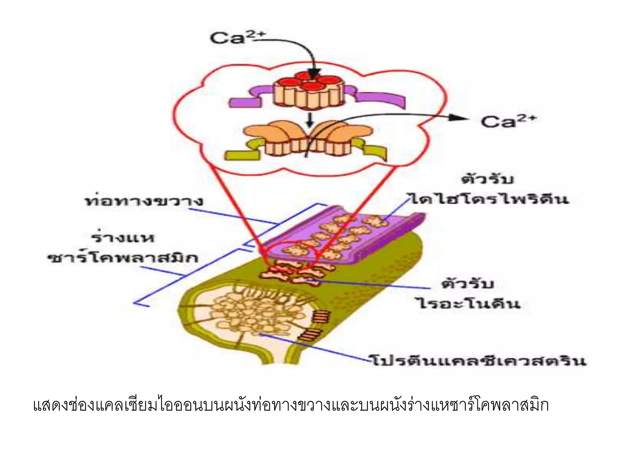 แสดงช่องแคลเซียมไอออนบนผนังท่อทางขวางและบนผนังร่างแหซาร์โคพลาสมิก
 