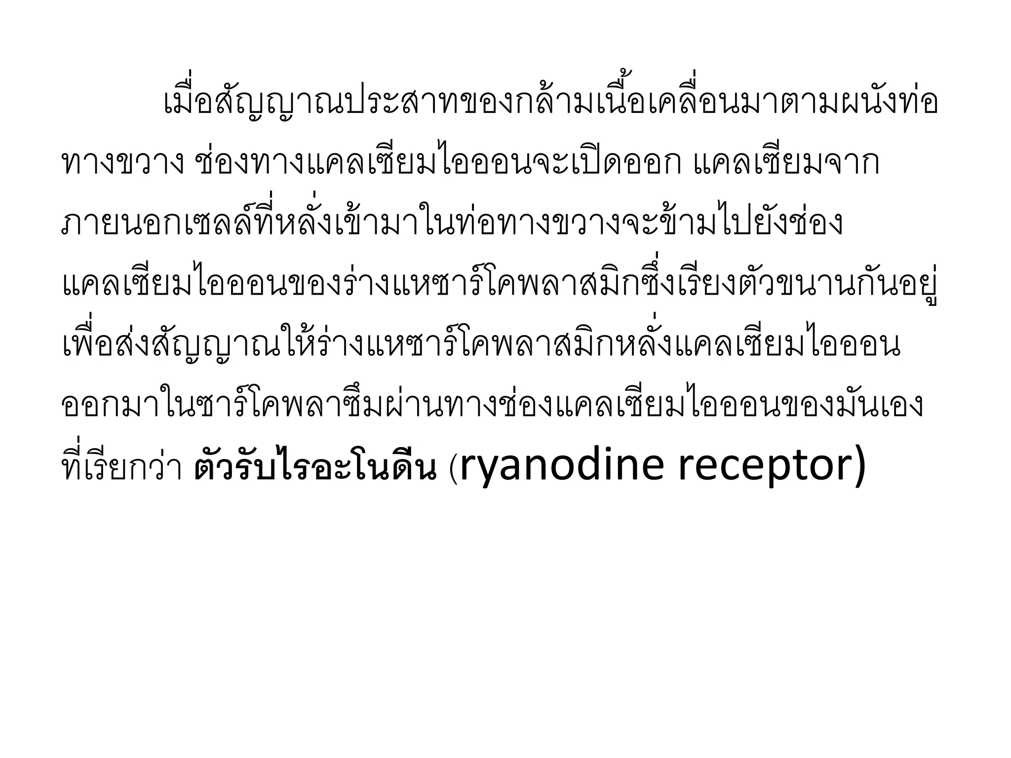 เมื่อสัญญาณประสาทของกล้ามเนื้อเคลื่อนมาตามผนังท่อ
ทางขวาง ช่องทางแคลเซียมไอออนจะเปิดออก แคลเซียมจาก
ภายนอกเซลล์ที่หลั่งเข้ามาในท่อทางขวางจะข้ามไปยังช่อง
แคลเซียมไอออนของร่างแหซาร์โคพลาสมิกซึ่งเรียงตัวขนานกันอยู่
เพื่อส่งสัญญาณให้ร่างแหซาร์โคพลาสมิกหลั่งแคลเซียมไอออน
ออกมาในซาร์โคพลาซึมผ่านทางช่องแคลเซียมไอออนของมันเอง
ที่เรียกว่า ตัวรับไรอะโนดีน (ryanodine receptor)
 
