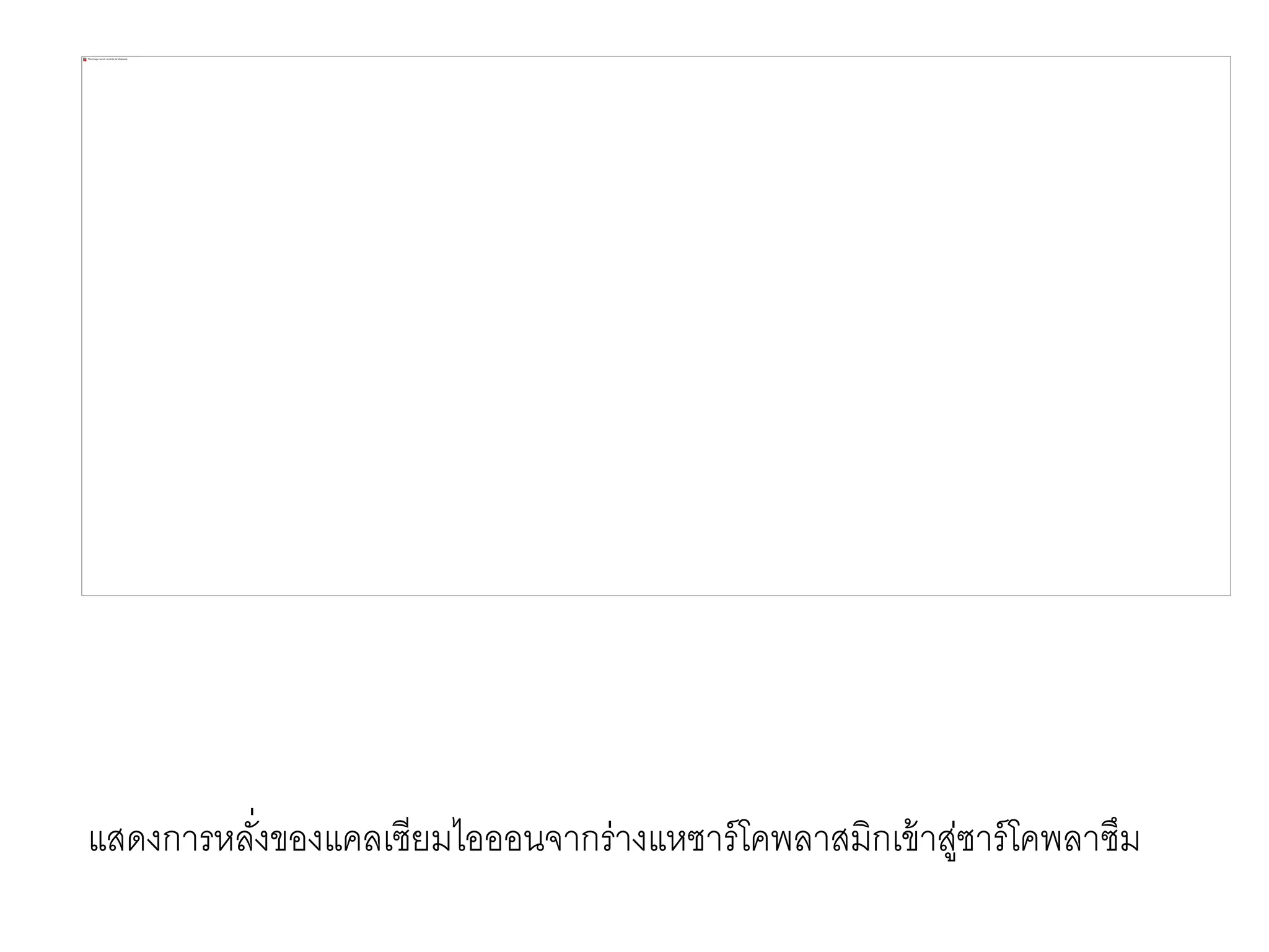 แสดงการหลั่งของแคลเซียมไอออนจากร่างแหซาร์โคพลาสมิกเข้าสู่ซาร์โคพลาซึม
 