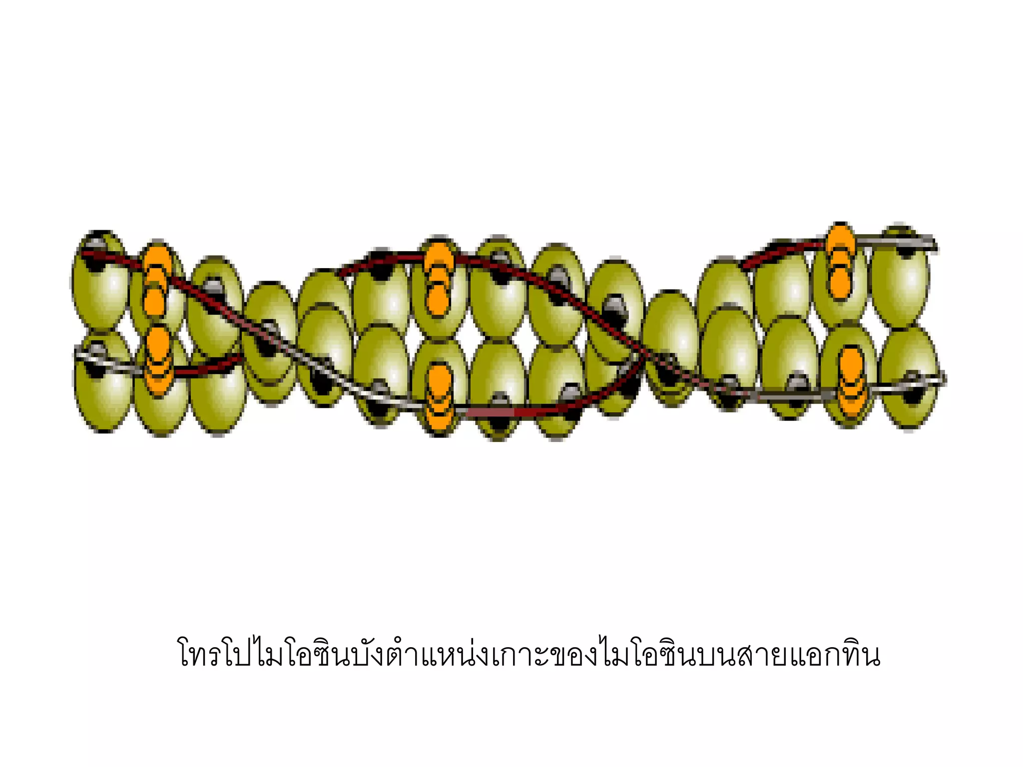 โทรโปไมโอซินบังตาแหน่งเกาะของไมโอซินบนสายแอกทิน
 
