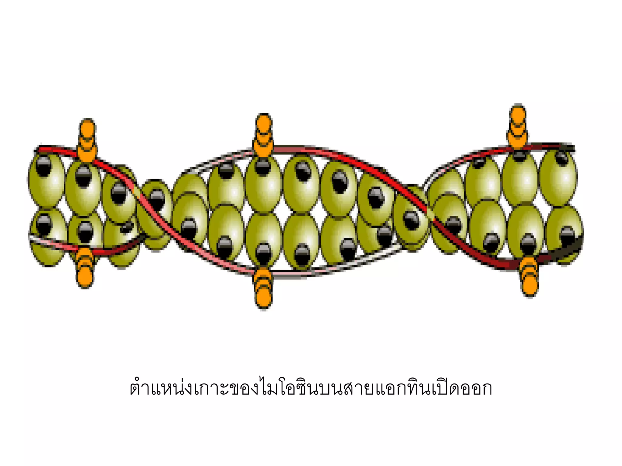 ตาแหน่งเกาะของไมโอซินบนสายแอกทินเปิดออก
 
