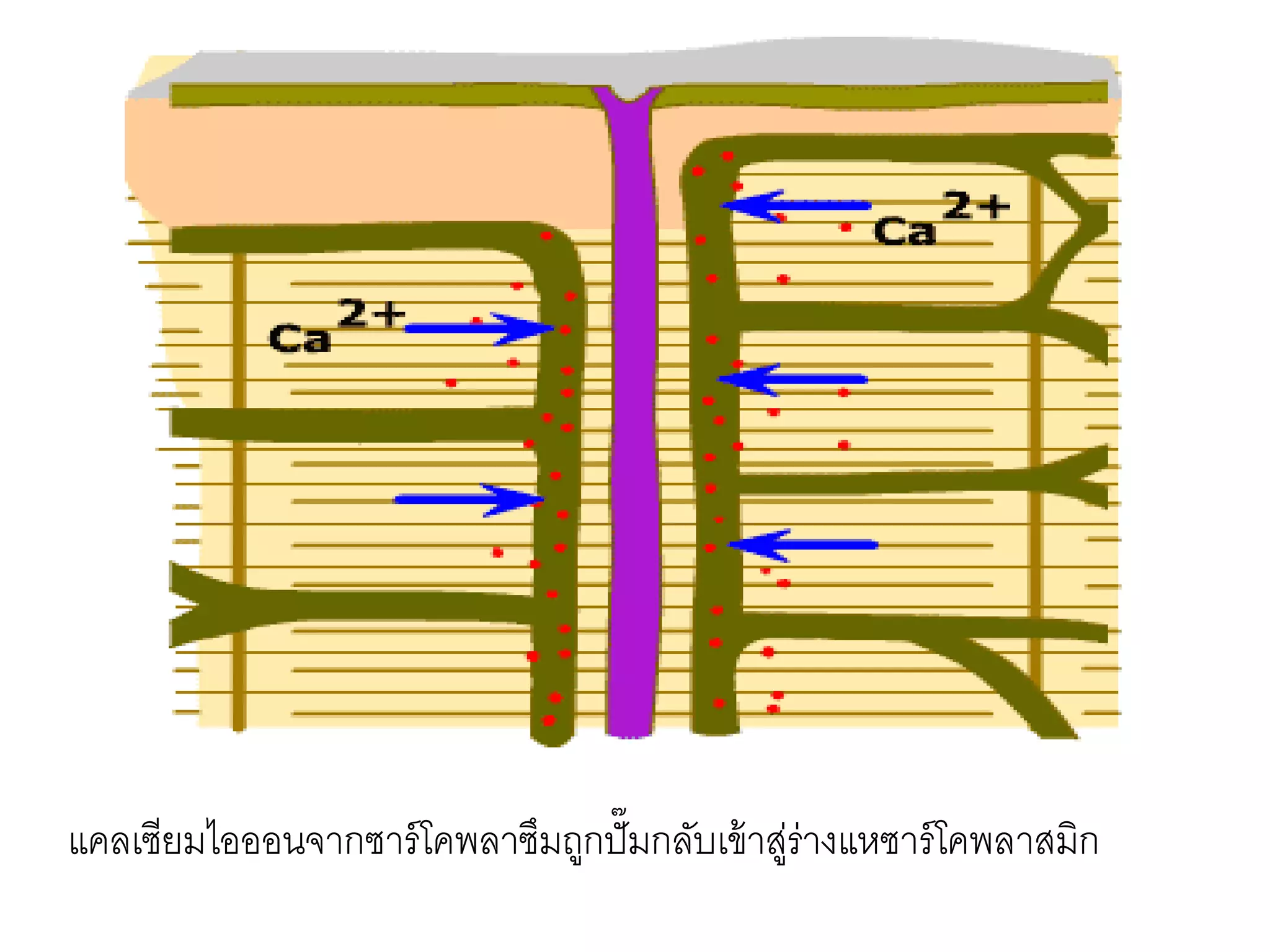 แคลเซียมไอออนจากซาร์โคพลาซึมถูกปั๊มกลับเข้าสู่ร่างแหซาร์โคพลาสมิก
 