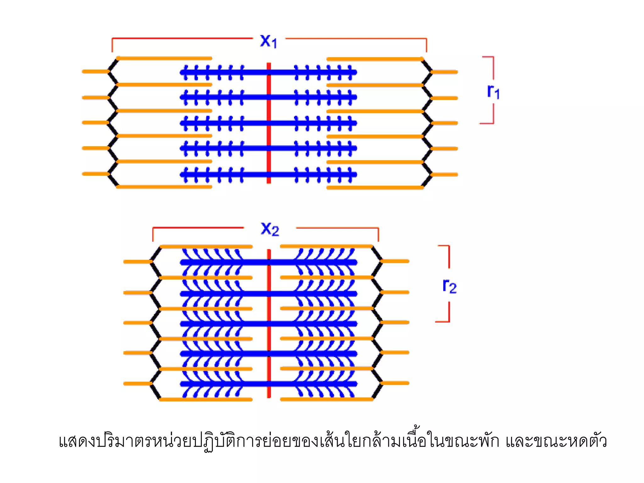แสดงปริมาตรหน่วยปฏิบัติการย่อยของเส้นใยกล้ามเนื้อในขณะพัก และขณะหดตัว
 