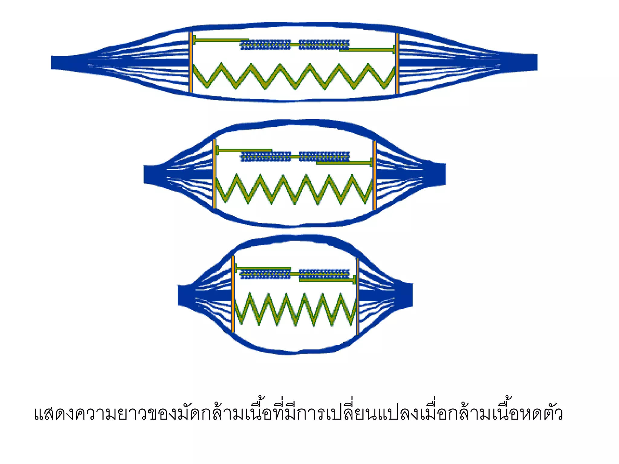 แสดงความยาวของมัดกล้ามเนื้อที่มีการเปลี่ยนแปลงเมื่อกล้ามเนื้อหดตัว
 
