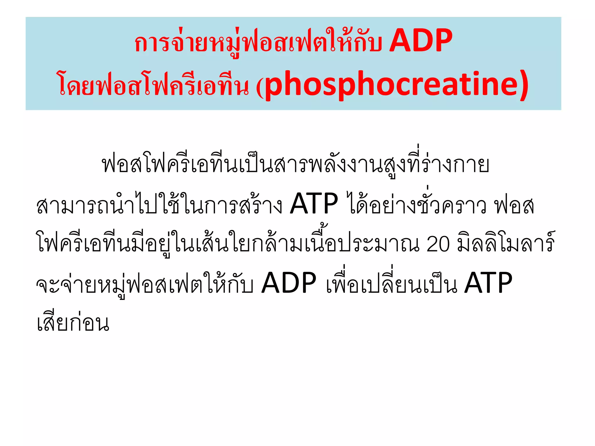 การจ่ายหมู่ฟอสเฟตให้กับ ADP
โดยฟอสโฟครีเอทีน (phosphocreatine)
ฟอสโฟครีเอทีนเป็นสารพลังงานสูงที่ร่างกาย
สามารถนาไปใช้ในการสร้าง ATP ได้อย่างชั่วคราว ฟอส
โฟครีเอทีนมีอยู่ในเส้นใยกล้ามเนื้อประมาณ 20 มิลลิโมลาร์
จะจ่ายหมู่ฟอสเฟตให้กับ ADP เพื่อเปลี่ยนเป็น ATP
เสียก่อน
 