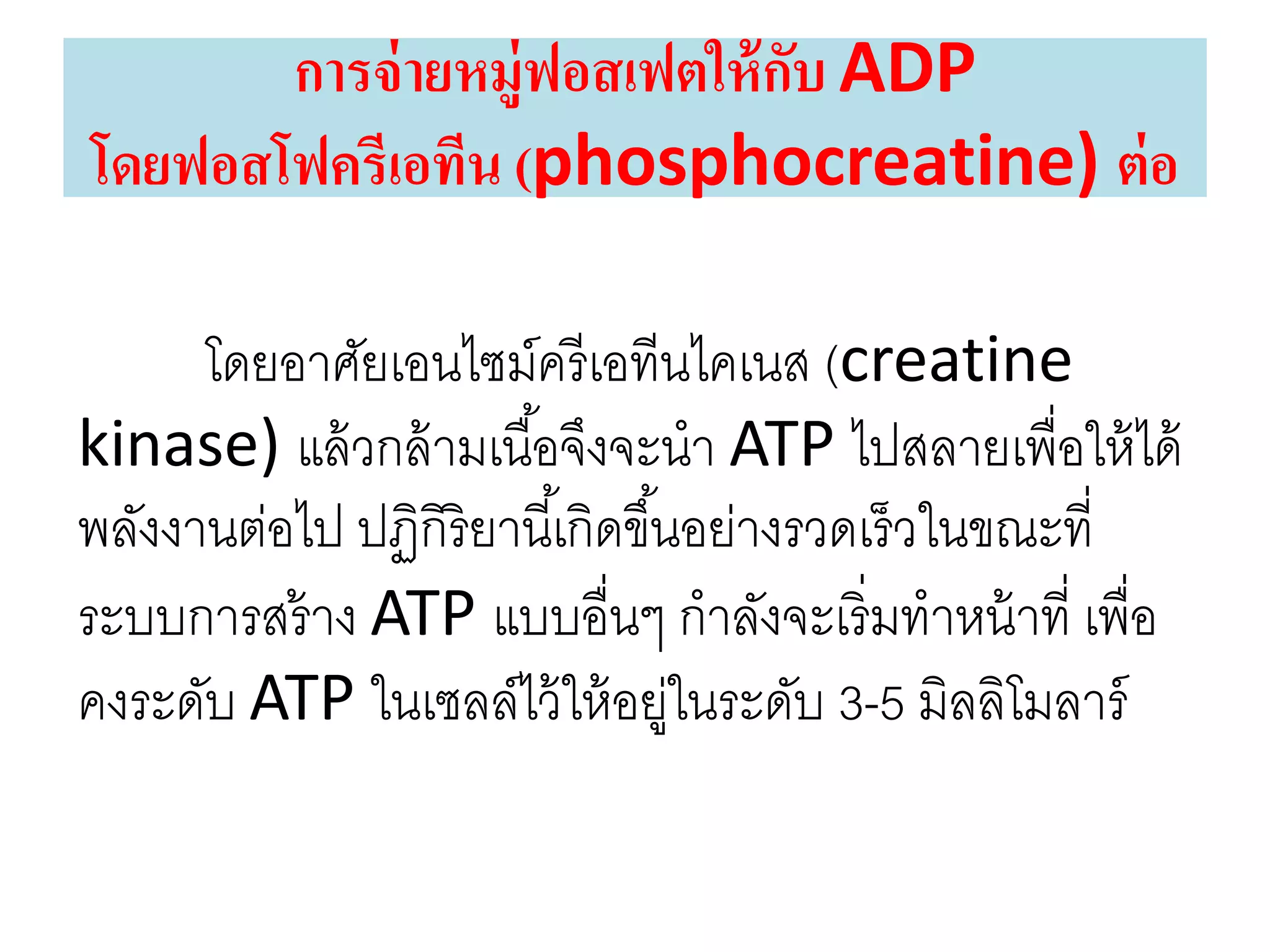 โดยอาศัยเอนไซม์ครีเอทีนไคเนส (creatine
kinase) แล้วกล้ามเนื้อจึงจะนา ATP ไปสลายเพื่อให้ได้
พลังงานต่อไป ปฏิกิริยานี้เกิดขึ้นอย่างรวดเร็วในขณะที่
ระบบการสร้าง ATP แบบอื่นๆ กาลังจะเริ่มทาหน้าที่ เพื่อ
คงระดับ ATP ในเซลล์ไว้ให้อยู่ในระดับ 3-5 มิลลิโมลาร์
การจ่ายหมู่ฟอสเฟตให้กับ ADP
โดยฟอสโฟครีเอทีน (phosphocreatine) ต่อ
 