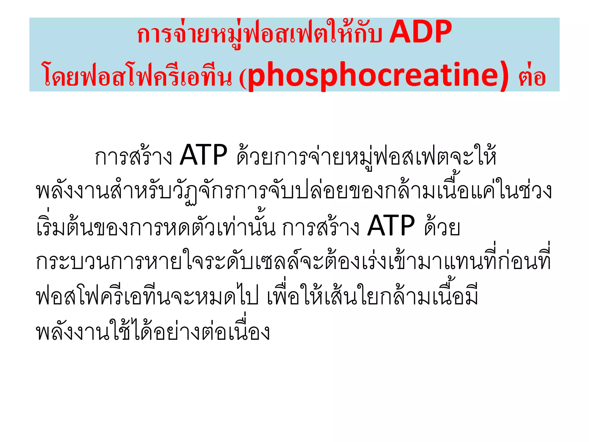 การสร้าง ATP ด้วยการจ่ายหมู่ฟอสเฟตจะให้
พลังงานสาหรับวัฏจักรการจับปล่อยของกล้ามเนื้อแค่ในช่วง
เริ่มต้นของการหดตัวเท่านั้น การสร้าง ATP ด้วย
กระบวนการหายใจระดับเซลล์จะต้องเร่งเข้ามาแทนที่ก่อนที่
ฟอสโฟครีเอทีนจะหมดไป เพื่อให้เส้นใยกล้ามเนื้อมี
พลังงานใช้ได้อย่างต่อเนื่อง
การจ่ายหมู่ฟอสเฟตให้กับ ADP
โดยฟอสโฟครีเอทีน (phosphocreatine) ต่อ
 