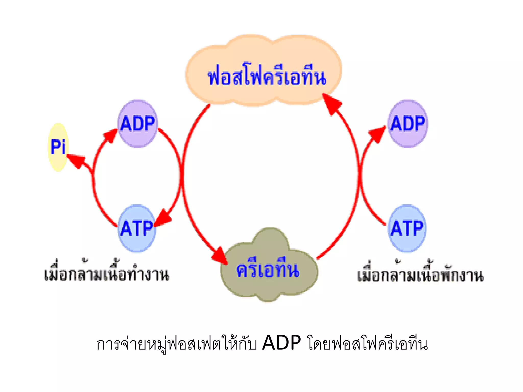 การจ่ายหมู่ฟอสเฟตให้กับ ADP โดยฟอสโฟครีเอทีน
 