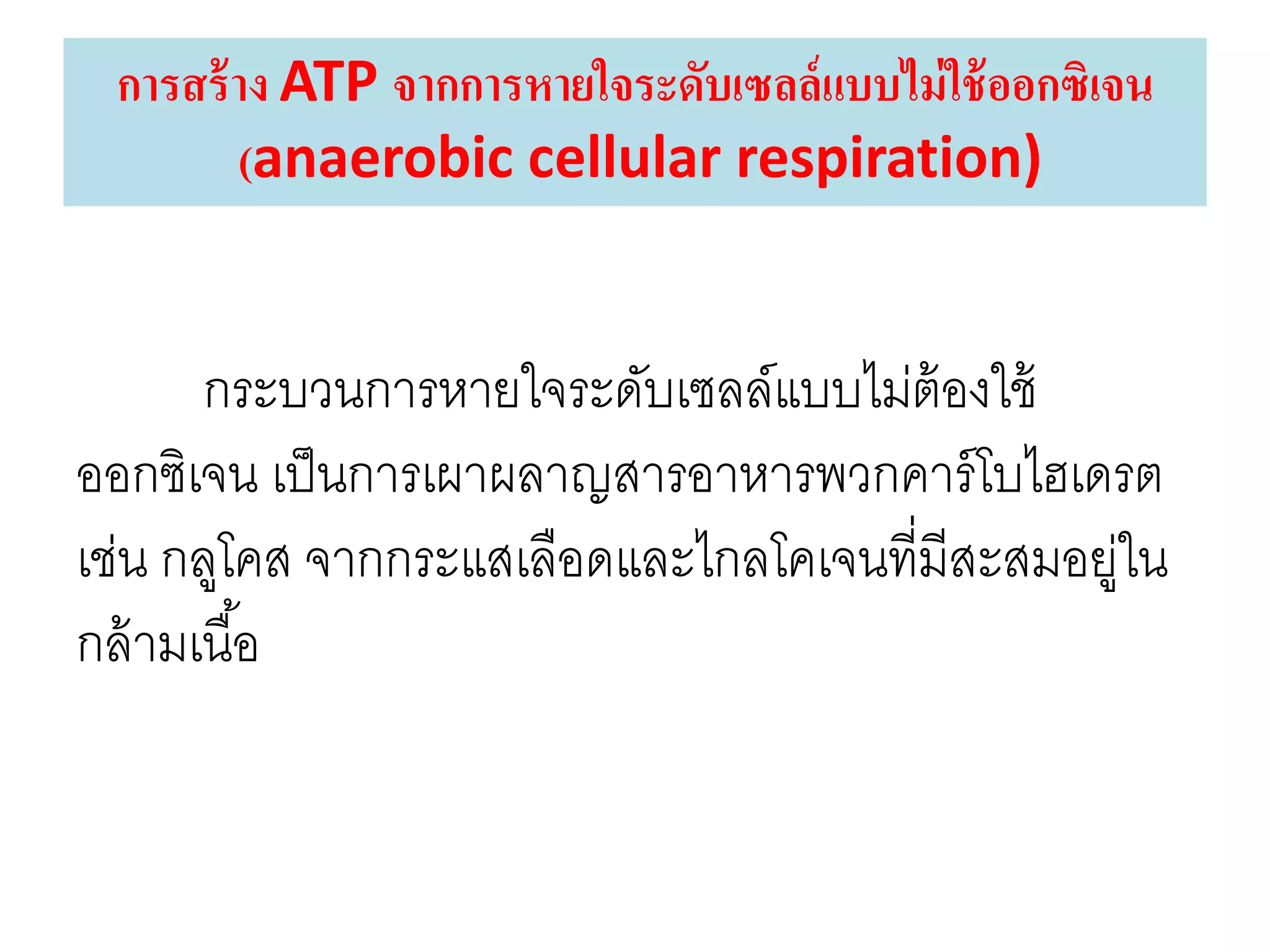 การสร้าง ATP จากการหายใจระดับเซลล์แบบไม่ใช้ออกซิเจน
(anaerobic cellular respiration)
กระบวนการหายใจระดับเซลล์แบบไม่ต้องใช้
ออกซิเจน เป็นการเผาผลาญสารอาหารพวกคาร์โบไฮเดรต
เช่น กลูโคส จากกระแสเลือดและไกลโคเจนที่มีสะสมอยู่ใน
กล้ามเนื้อ
 