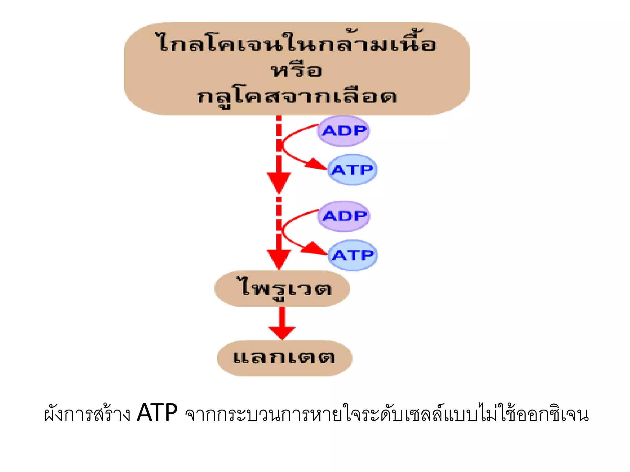 ผังการสร้าง ATP จากกระบวนการหายใจระดับเซลล์แบบไม่ใช้ออกซิเจน
 