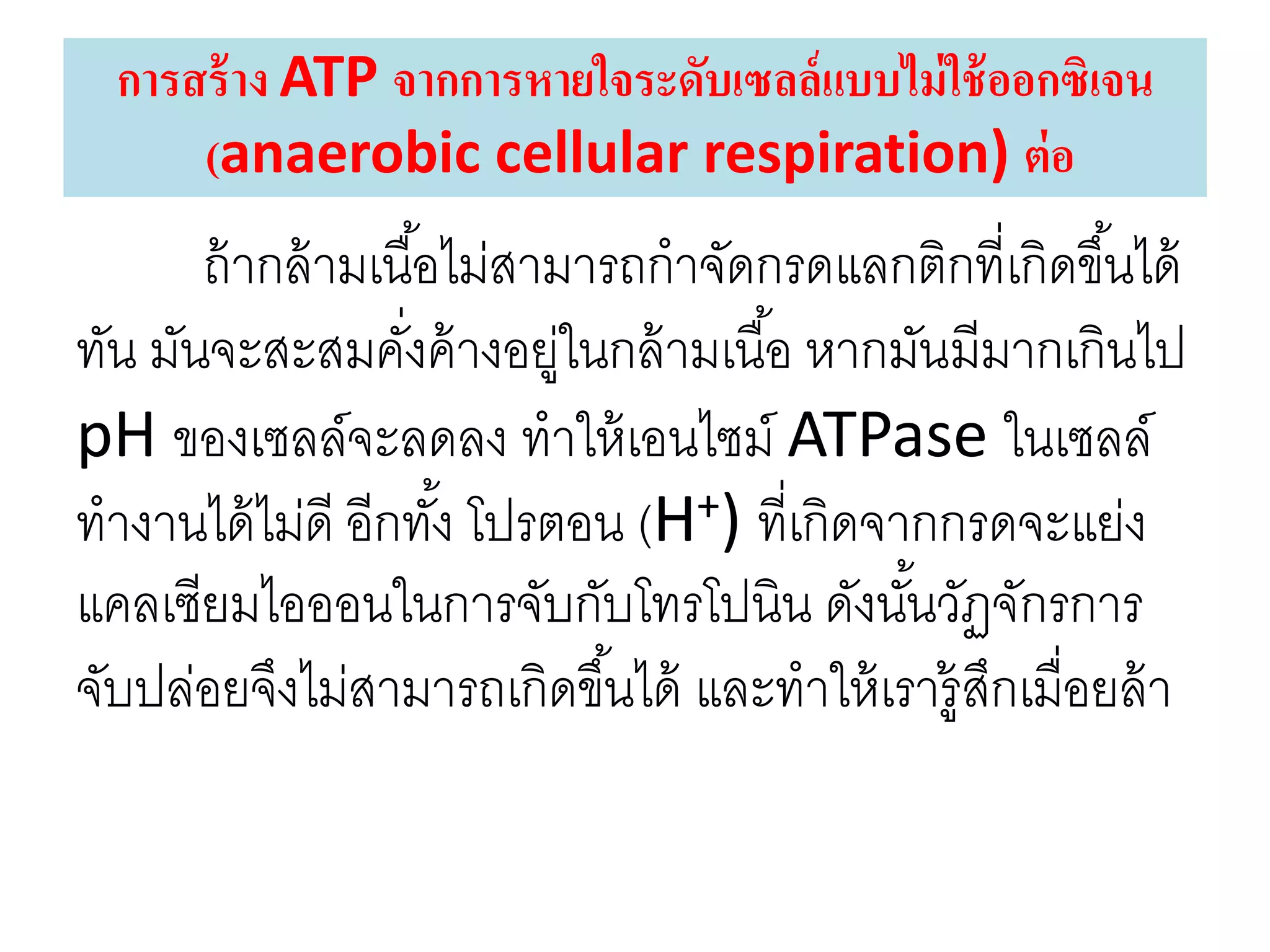 ถ้ากล้ามเนื้อไม่สามารถกาจัดกรดแลกติกที่เกิดขึ้นได้
ทัน มันจะสะสมคั่งค้างอยู่ในกล้ามเนื้อ หากมันมีมากเกินไป
pH ของเซลล์จะลดลง ทาให้เอนไซม์ ATPase ในเซลล์
ทางานได้ไม่ดี อีกทั้ง โปรตอน (H+) ที่เกิดจากกรดจะแย่ง
แคลเซียมไอออนในการจับกับโทรโปนิน ดังนั้นวัฏจักรการ
จับปล่อยจึงไม่สามารถเกิดขึ้นได้ และทาให้เรารู้สึกเมื่อยล้า
การสร้าง ATP จากการหายใจระดับเซลล์แบบไม่ใช้ออกซิเจน
(anaerobic cellular respiration) ต่อ
 