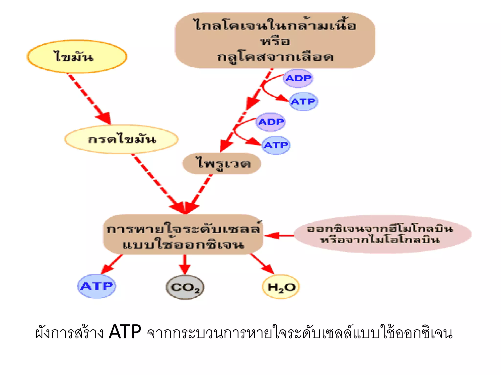 ผังการสร้าง ATP จากกระบวนการหายใจระดับเซลล์แบบใช้ออกซิเจน
 