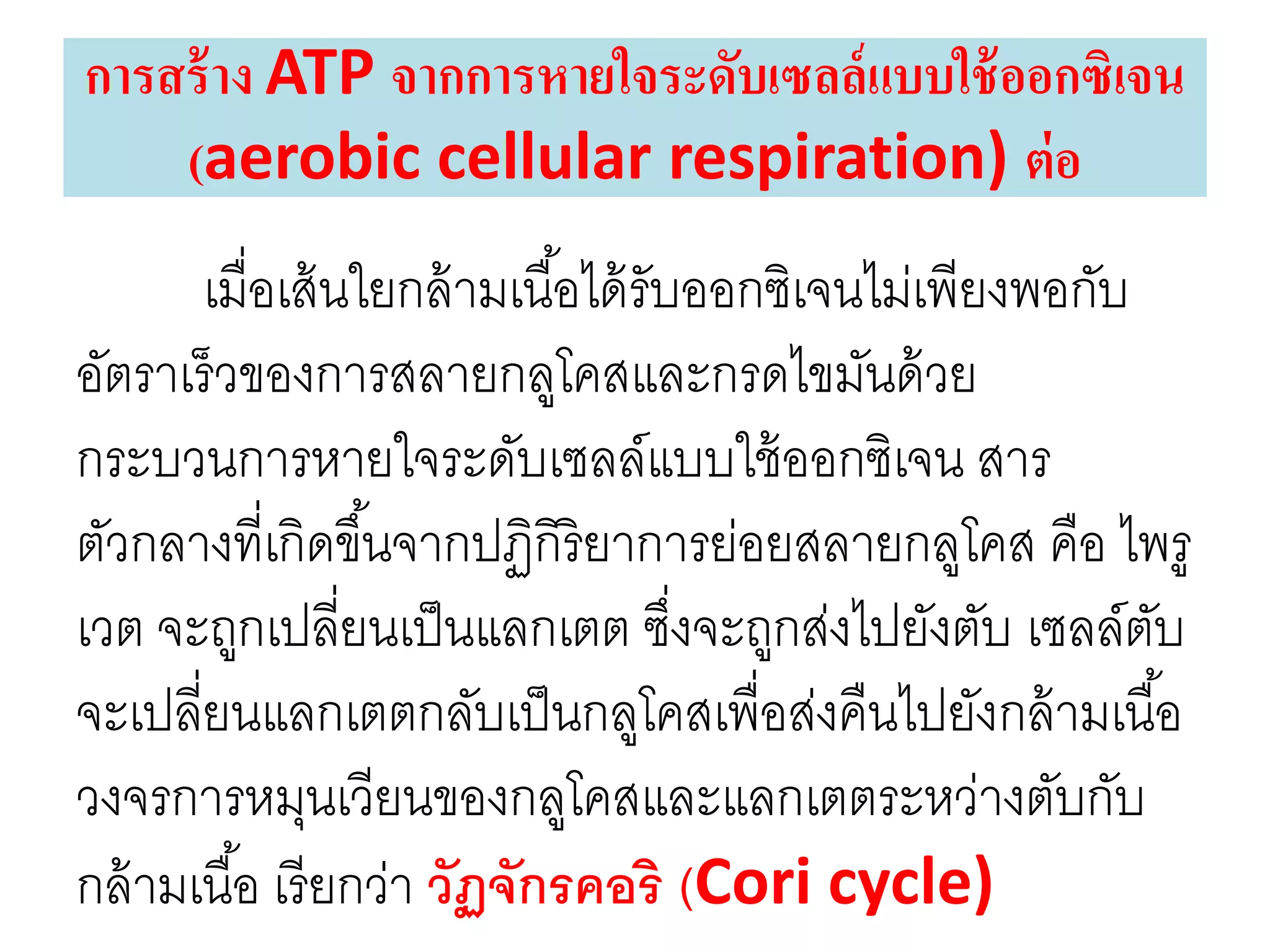 เมื่อเส้นใยกล้ามเนื้อได้รับออกซิเจนไม่เพียงพอกับ
อัตราเร็วของการสลายกลูโคสและกรดไขมันด้วย
กระบวนการหายใจระดับเซลล์แบบใช้ออกซิเจน สาร
ตัวกลางที่เกิดขึ้นจากปฏิกิริยาการย่อยสลายกลูโคส คือ ไพรู
เวต จะถูกเปลี่ยนเป็นแลกเตต ซึ่งจะถูกส่งไปยังตับ เซลล์ตับ
จะเปลี่ยนแลกเตตกลับเป็นกลูโคสเพื่อส่งคืนไปยังกล้ามเนื้อ
วงจรการหมุนเวียนของกลูโคสและแลกเตตระหว่างตับกับ
กล้ามเนื้อ เรียกว่า วัฏจักรคอริ (Cori cycle)
การสร้าง ATP จากการหายใจระดับเซลล์แบบใช้ออกซิเจน
(aerobic cellular respiration) ต่อ
 