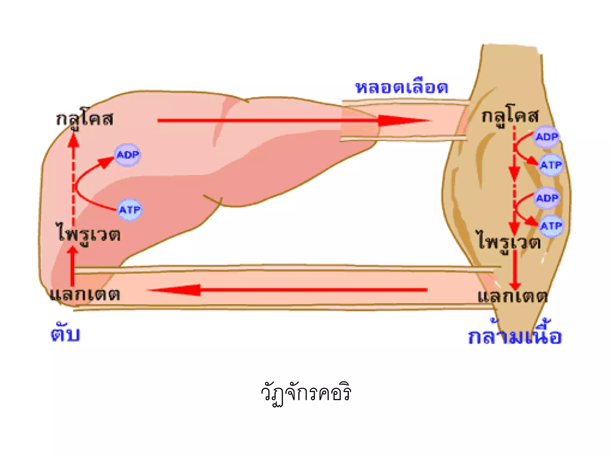 วัฏจักรคอริ
 