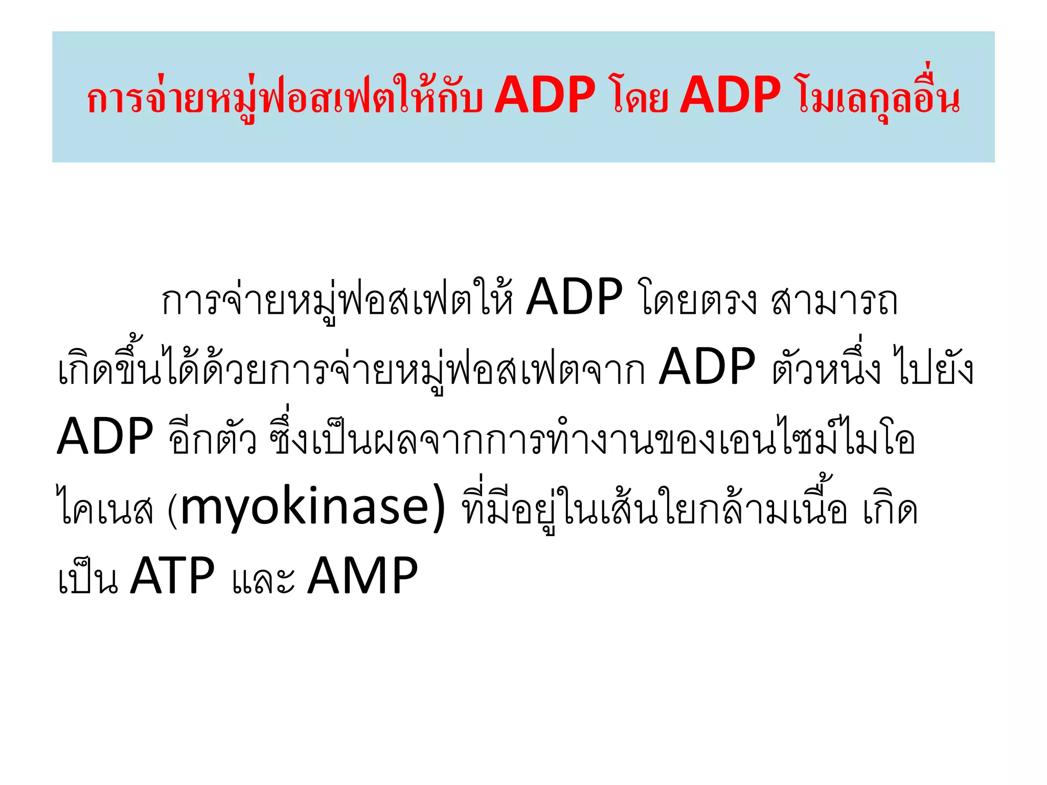 การจ่ายหมู่ฟอสเฟตให้กับ ADP โดย ADP โมเลกุลอื่น
การจ่ายหมู่ฟอสเฟตให้ ADP โดยตรง สามารถ
เกิดขึ้นได้ด้วยการจ่ายหมู่ฟอสเฟตจาก ADP ตัวหนึ่ง ไปยัง
ADP อีกตัว ซึ่งเป็นผลจากการทางานของเอนไซม์ไมโอ
ไคเนส (myokinase) ที่มีอยู่ในเส้นใยกล้ามเนื้อ เกิด
เป็น ATP และ AMP
 